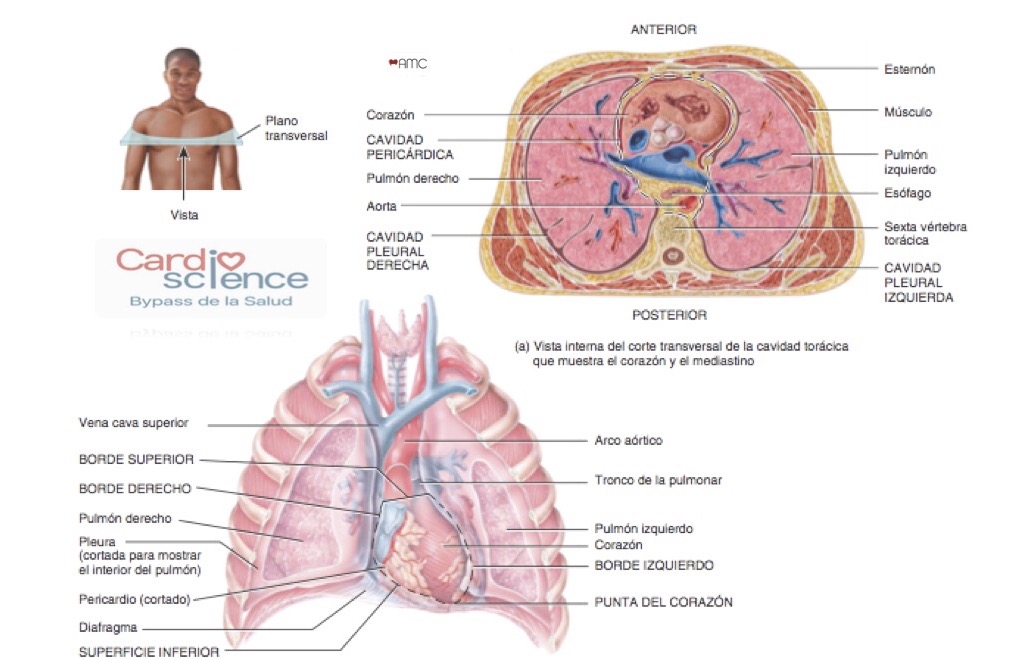 IMG 1.1 Localización del corazón - Cardio Science